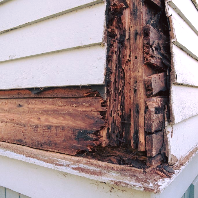 Signs of Termite Infestation
