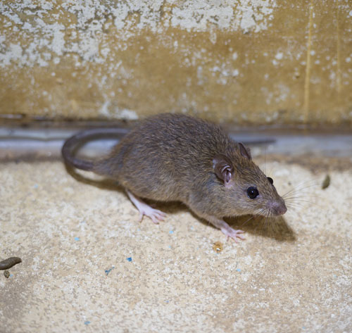 pensacola rodent infestation