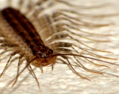 Pest Control In Pensacola