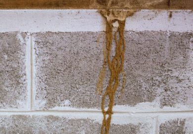 Pensacola Termite Control