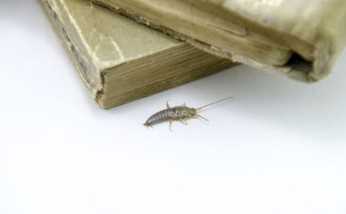 Pensacola Pest Control