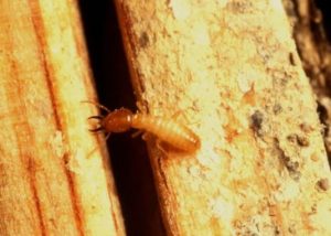 pensacola fl termite control