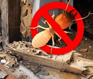 pensacola fl termites