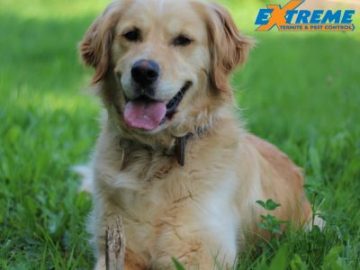 Pensacola FL Pest Control