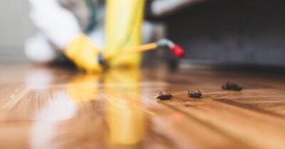 pest control pensacola fl