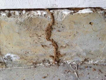 termites exterminator pensacola fl