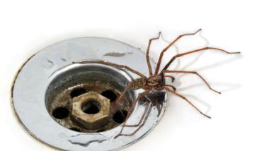 pest control pensacola fl