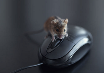 pensacola pest control