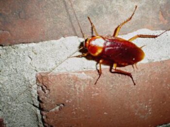 pest control pensacola fl