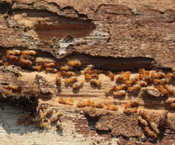termite control pensacola