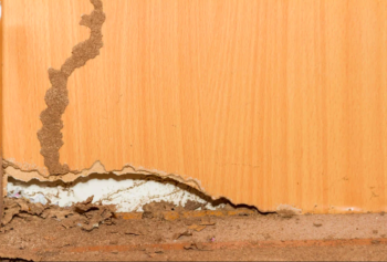pensacola termite control