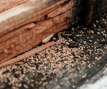 termite control pensacola