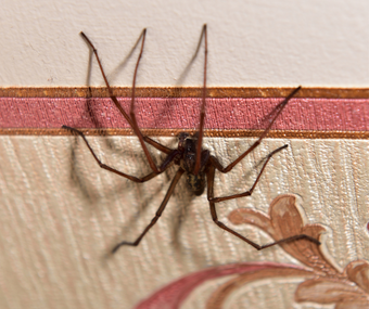 pensacola pest control