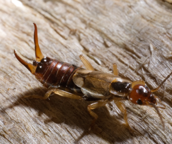 pest control pensacola fl