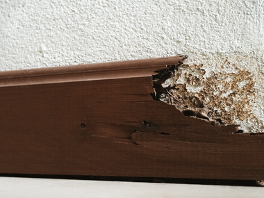 pensacola termite control