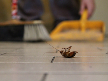 pest control for roaches