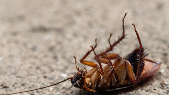 pest control pensacola fl