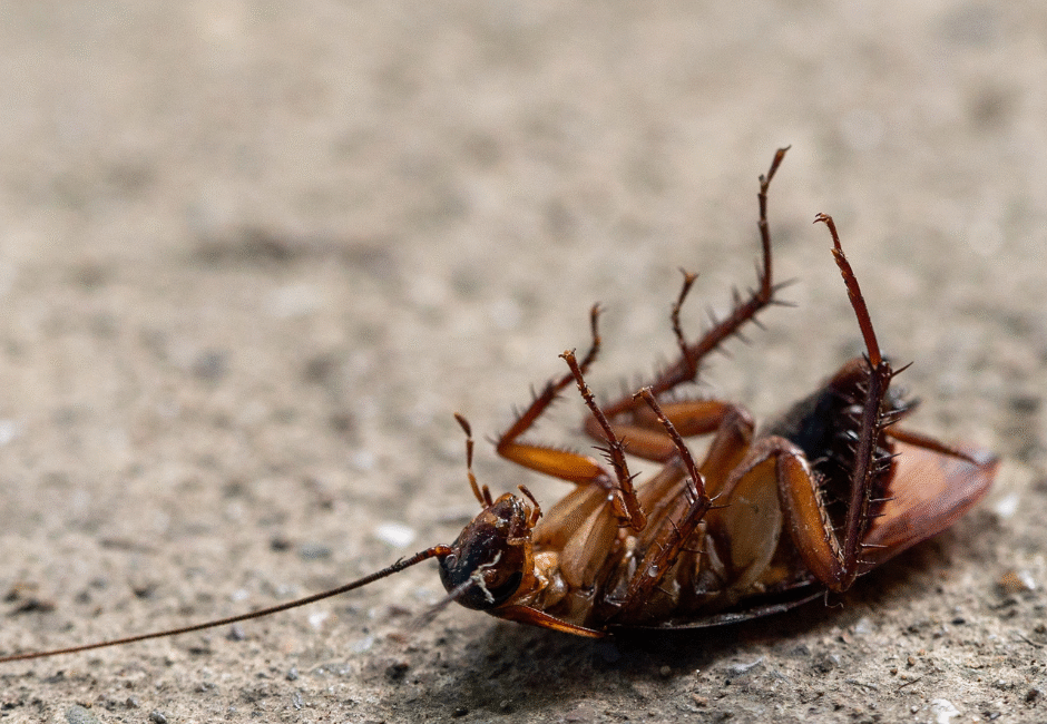 pest control pensacola fl