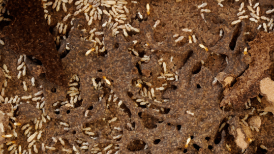 termites exterminator pensacola