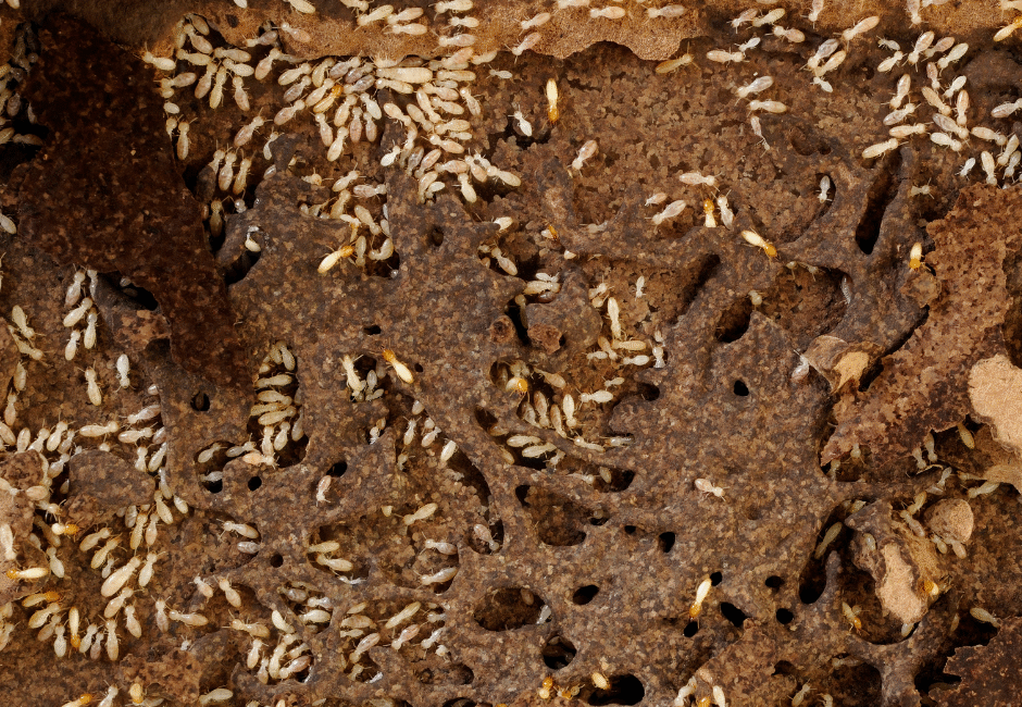 termites exterminator pensacola
