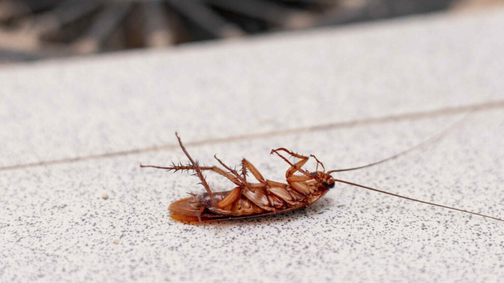 Dead cockroach laying upside down on the outside of a Pensacola home.