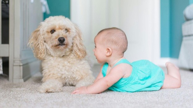 Human baby and dog playing together now that flea control and prevention methods have been applied inside the house by the company Extreme Termite and Pest Control.
