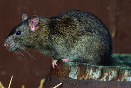 Pensacola Rodent Pest Control