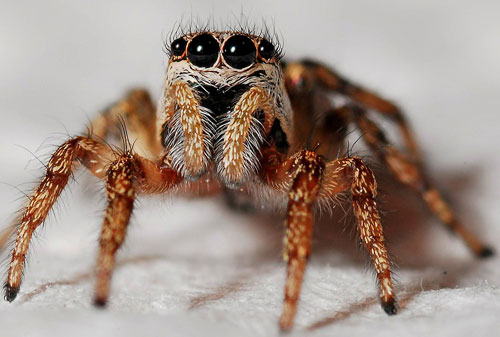 Pensacola Spider Exterminator