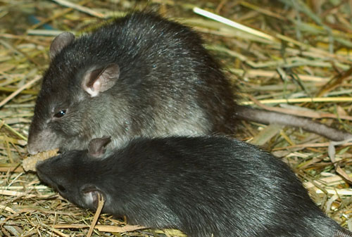 Baldwin County Rodent Pest Control